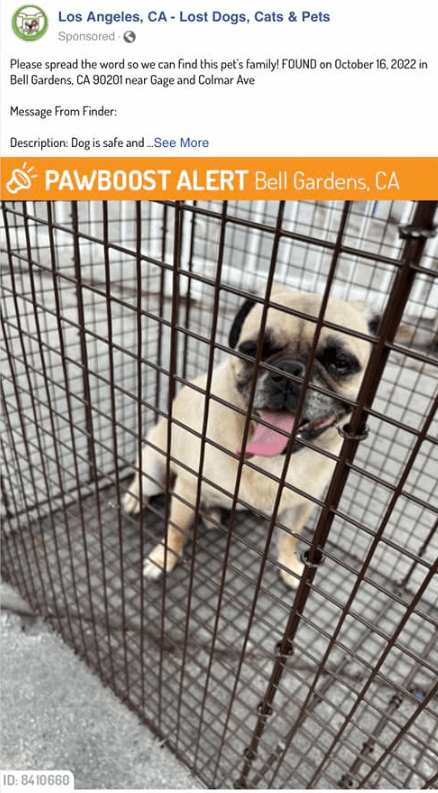 male-pug-1
