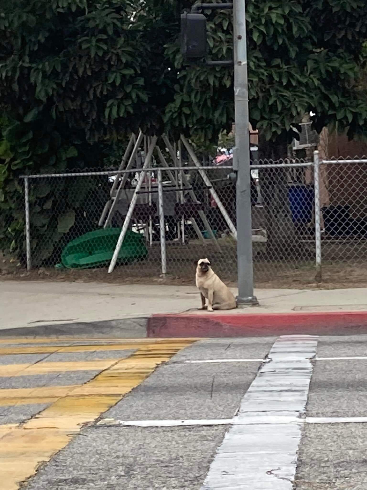 Lost pug stayed in same spot over a week and neighbors wanted him ‘gone’ until help came