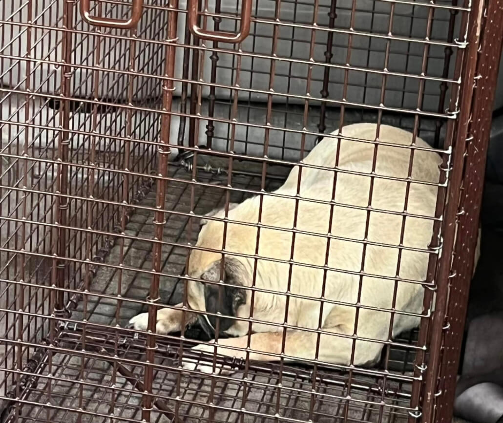 male-pug-4-1030x866-1