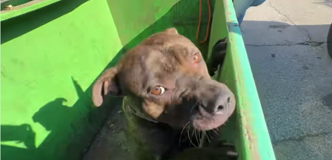 Staff at St. Louis rescue fought back tears after owner spotted abandoning sweet dog in dumpster