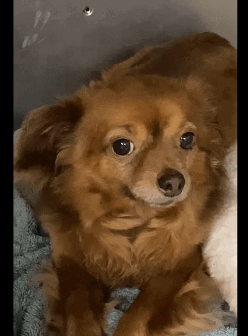 Perfect 7-pound lap dog seems so confused and needs to be back in a real home