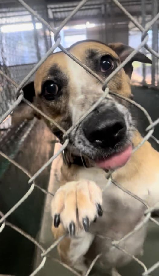 Sweetest dog needs lots of eyes on her to save her from being put to sleep at Miami shelter