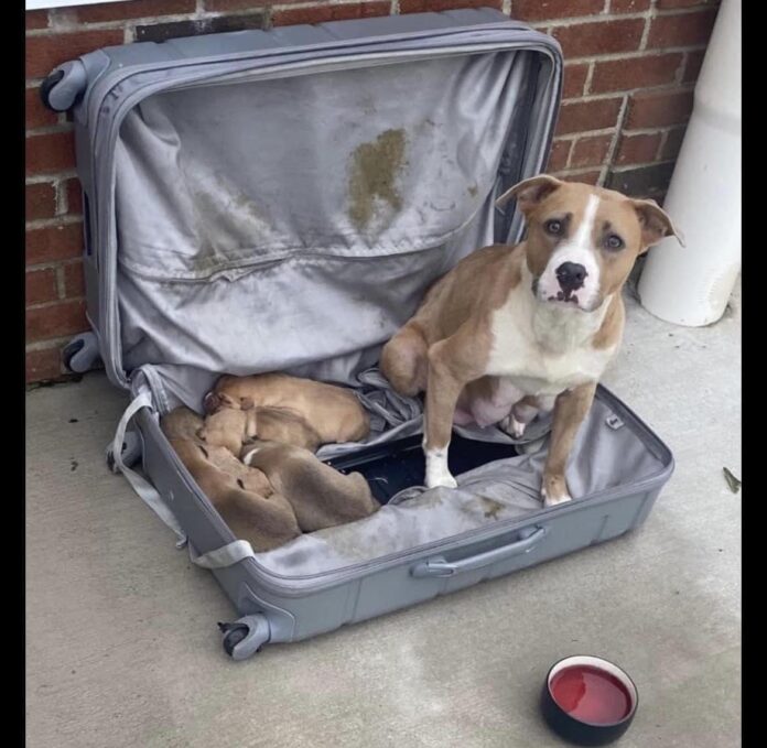 Investigation underway for mother dog found locked in suitcase with newborn puppies