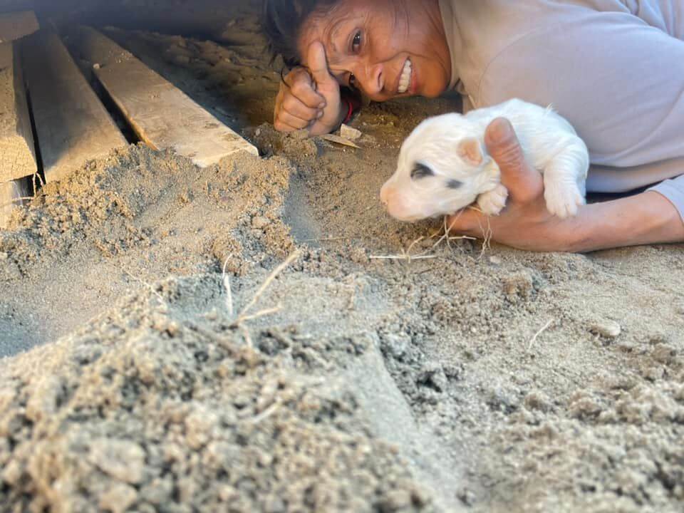 mama dog2