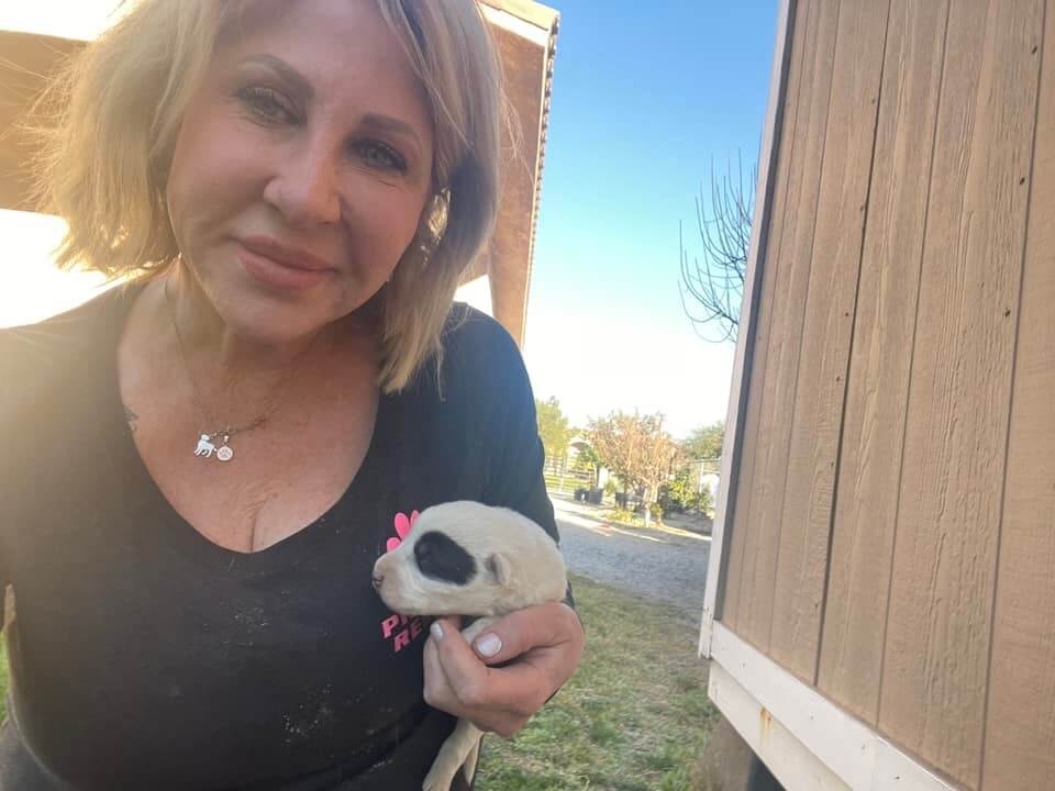 mama-dog3