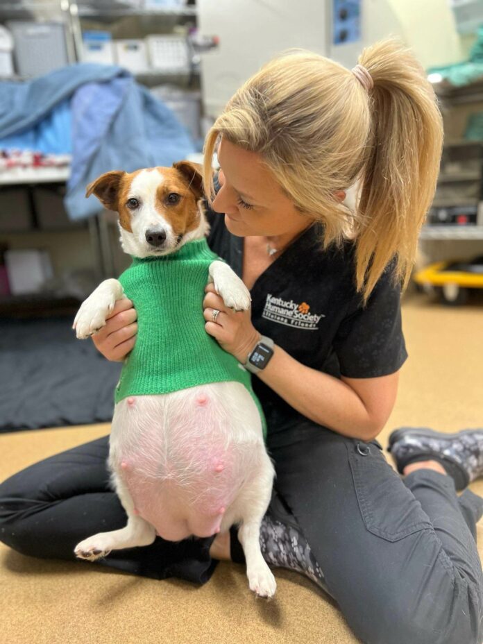 Who would have guessed? Tiny terrier gives birth to 9 puppies