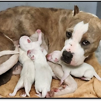 Incredible resilience of dogs’ maternal love and compassion