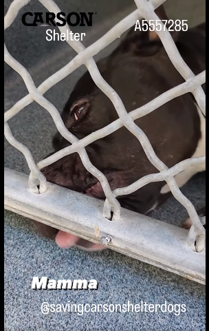 Family who lost their apartment and living in car forced to surrender their 2 loving dogs to crowded shelter