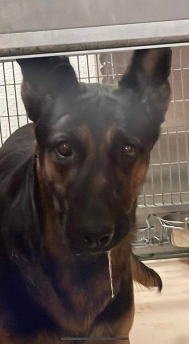 Surrendered shepherd at Miami shelter hasn’t had an easy time and needs help now