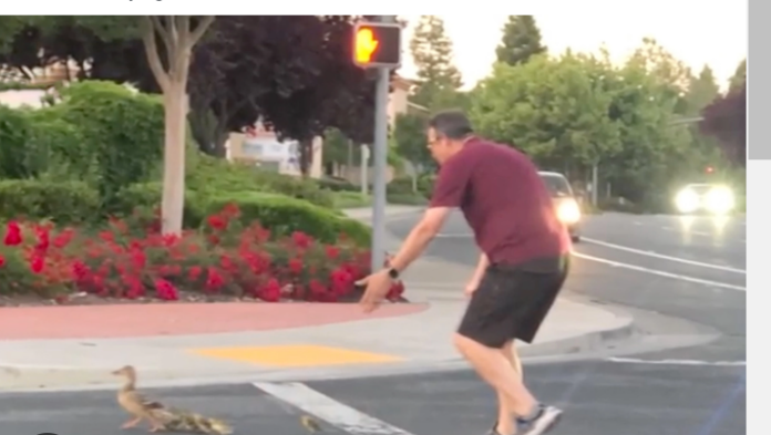 California man hit and killed by car as he helped duck family cross road
