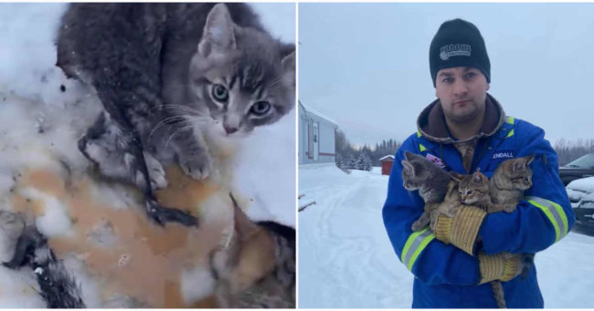 Man used warm coffee to rescue 3 kittens frozen to ground