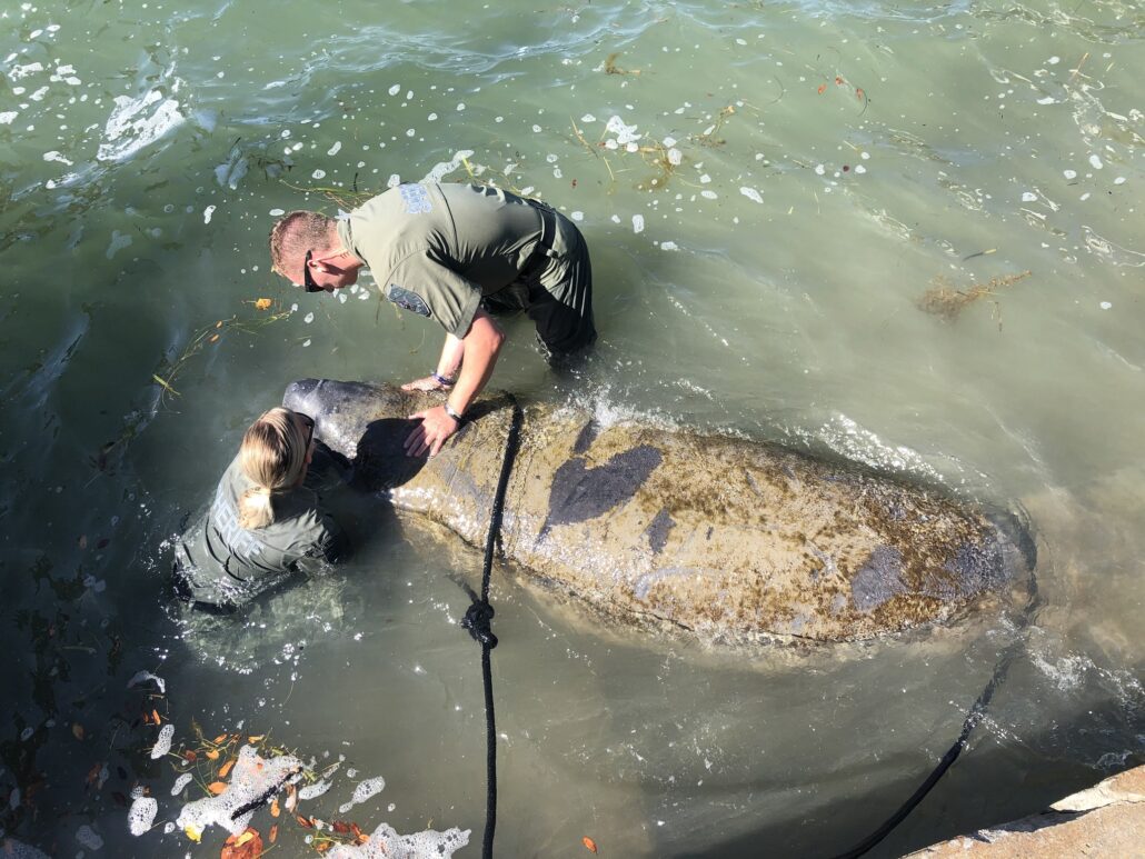 manatee-rescue-1-1030x773-1