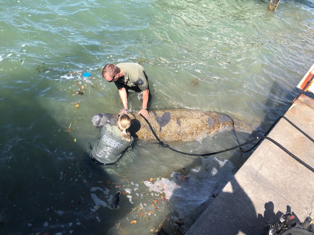 manatee-rescue-2-1030x773-1