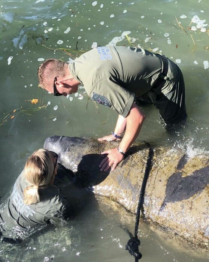 Deputies in Pinellas County hold ‘exhausted’ manatee’s head for hours so it wouldn’t drown