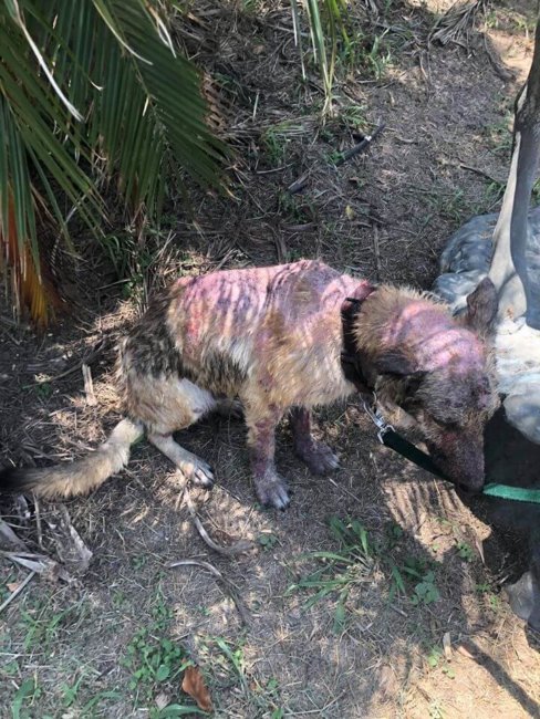 Rescued from canal: Another ‘everyday’ dumped dog