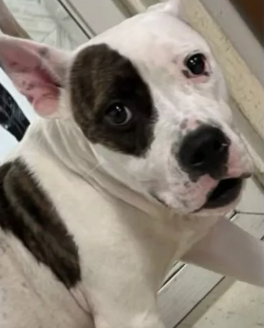 Man abandoned young dog that had just given birth caught on home surveillance video