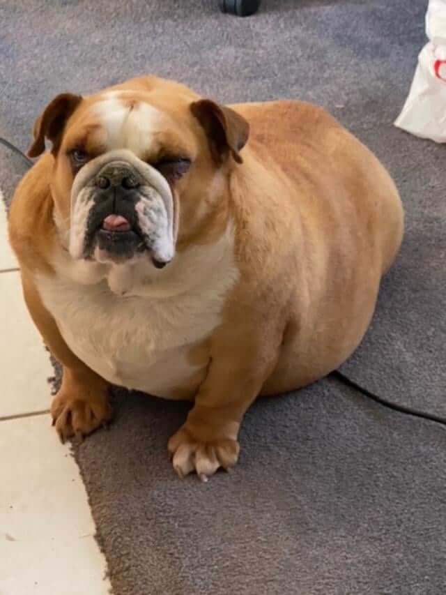 Owners surrender obese bulldog because they don’t want to deal with her problems