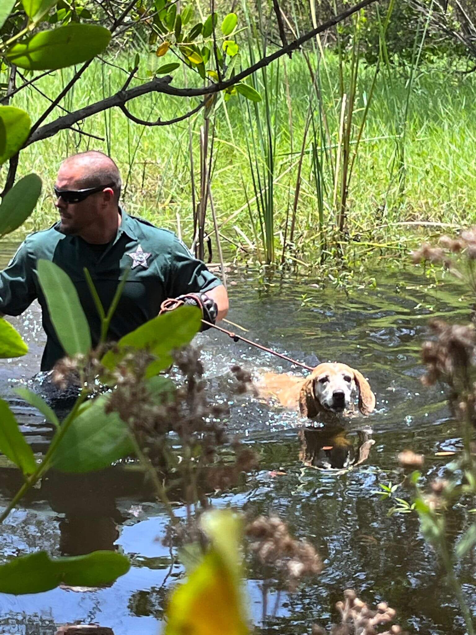 Lee County deputy rescues lost dog from mangrove swamp