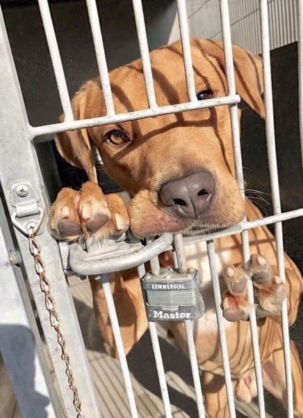 Meet ‘Manny’: Life in danger at crowded California shelter