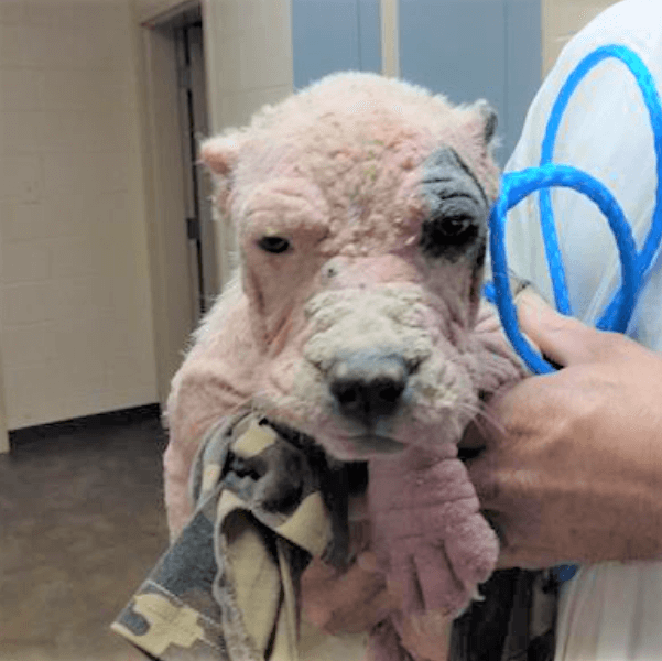 Sad enough to make anyone cry: Puppy with severe mange needs help
