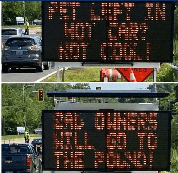 Three Phish concert goers facing animal cruelty charges after leaving their dogs in dangerously hot cars