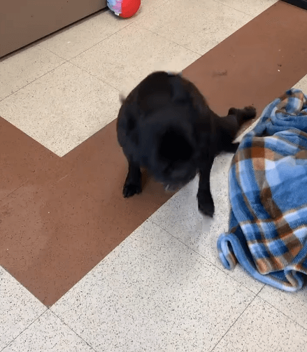 Owner ordered shelter to euthanize dog who had been walking and one minute later he was not