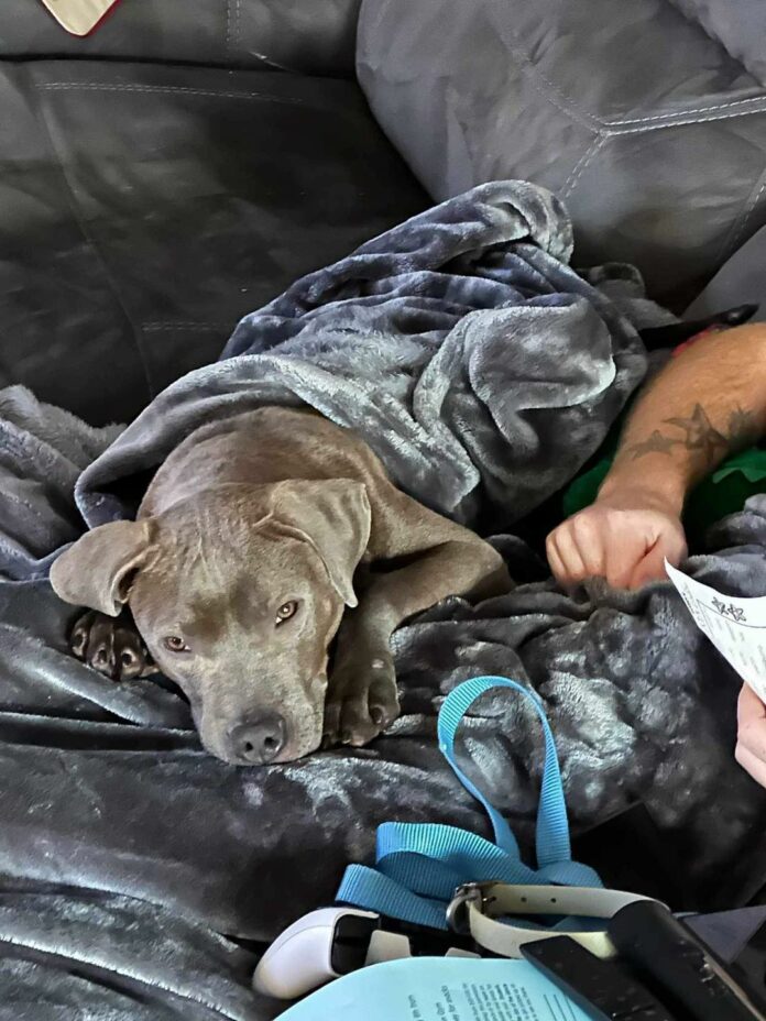 Shivering dog abandoned in ‘frost covered crate’ has fairytale ending with loving new home