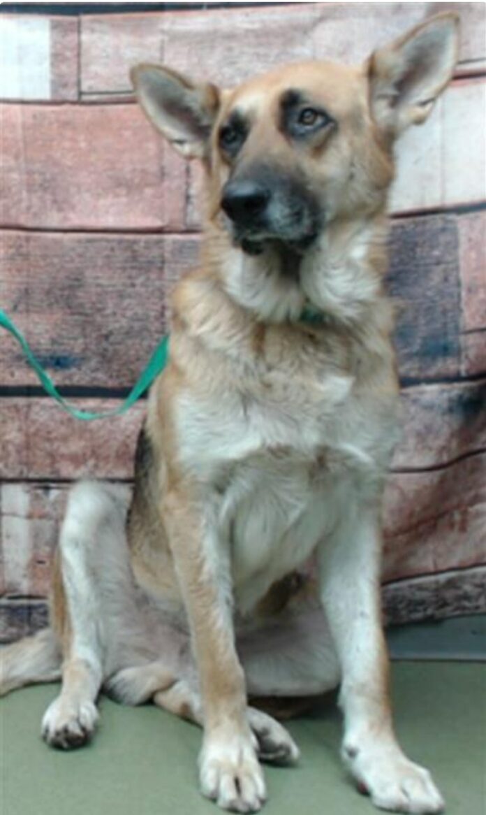 Handsome German shepherd deserves home but has the sniffles which is death sentence at shelter