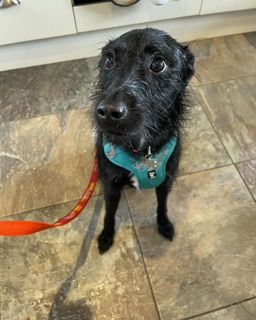 Owner wanted her dog euthanized because he ‘barked at people’