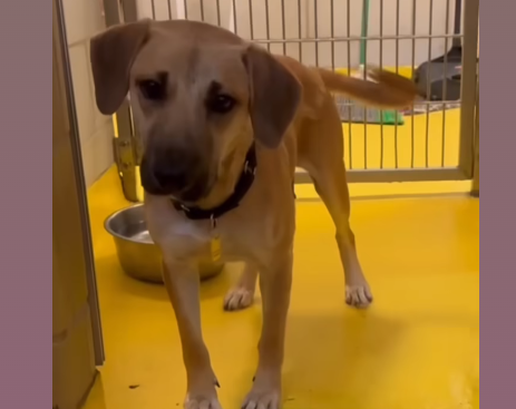 Heartbroken mama dog overlooked after puppies all adopted  