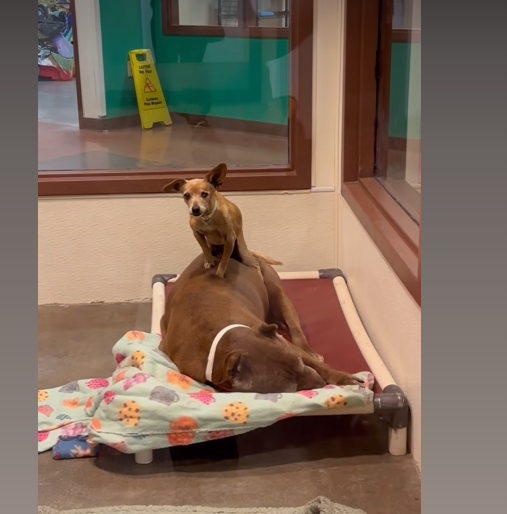 Bonded seniors surrendered when owner met with hard times still hoping someone will adopt them