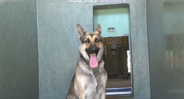 Young German shepherd’s final plea to save her life at overcrowded California shelter
