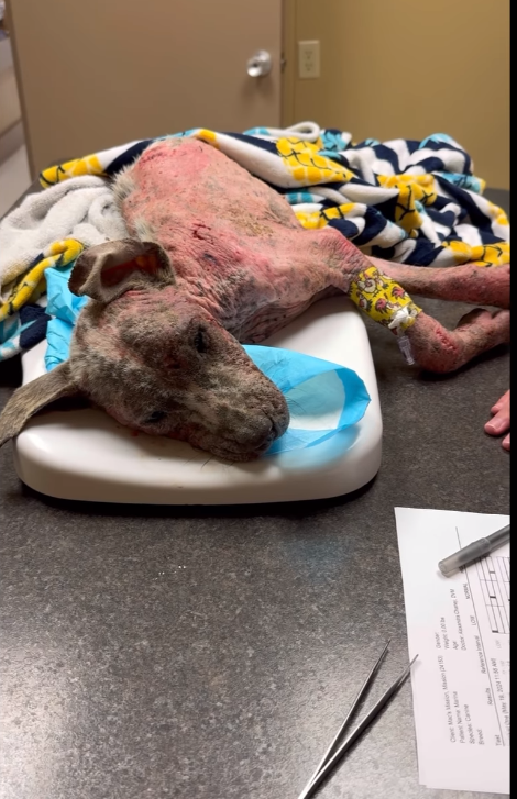 Abandoned dog found in field covered in wounds fighting for her life