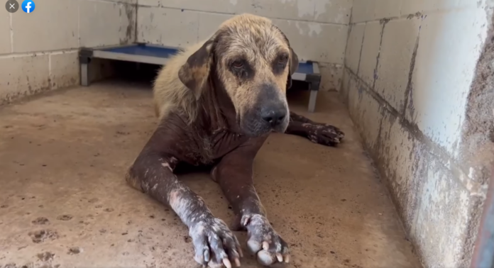 Heartbreaking: So few laws to protect abandoned dogs just like Marissa