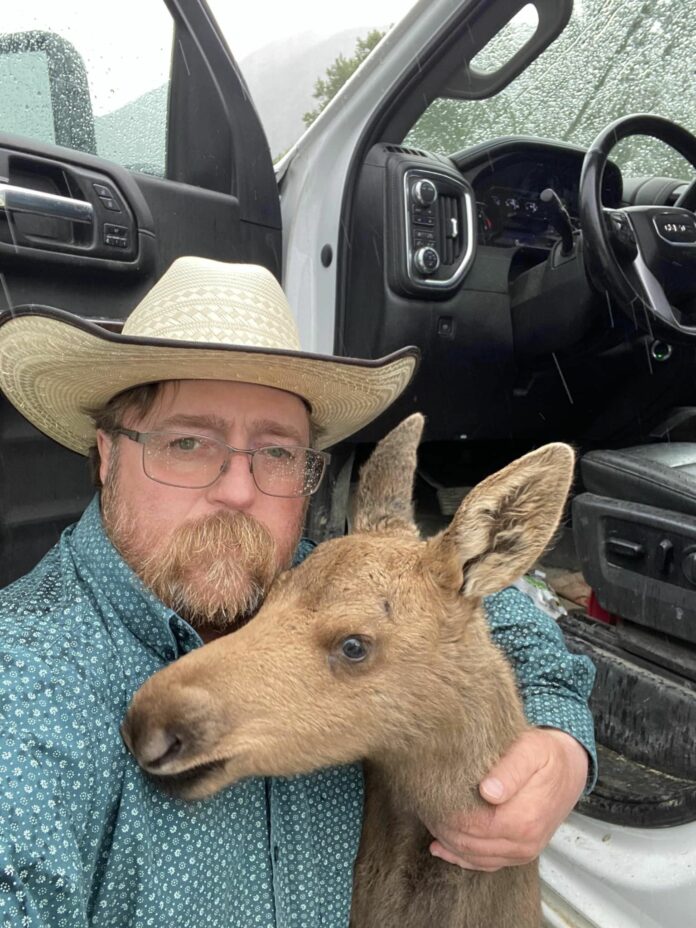 Man fired from job after saving baby moose from bear attack saying he ‘couldn’t just leave her’
