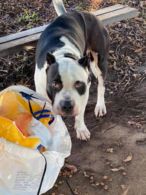 Dog left tied up and tangled in his leash with his belongings at Sunset Beach