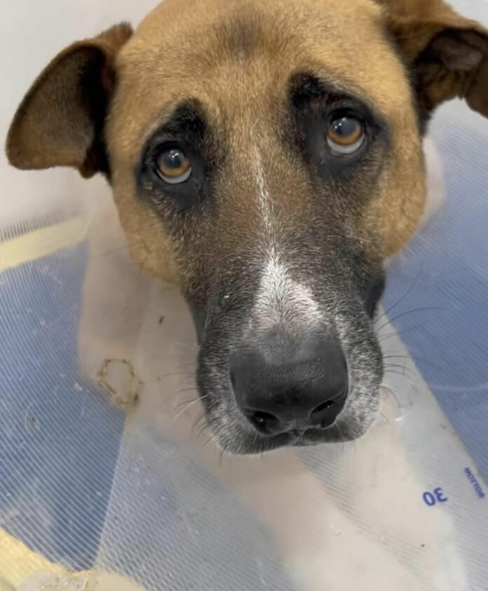 Back again at the shelter but this time Marley came back ‘hurt and neglected’