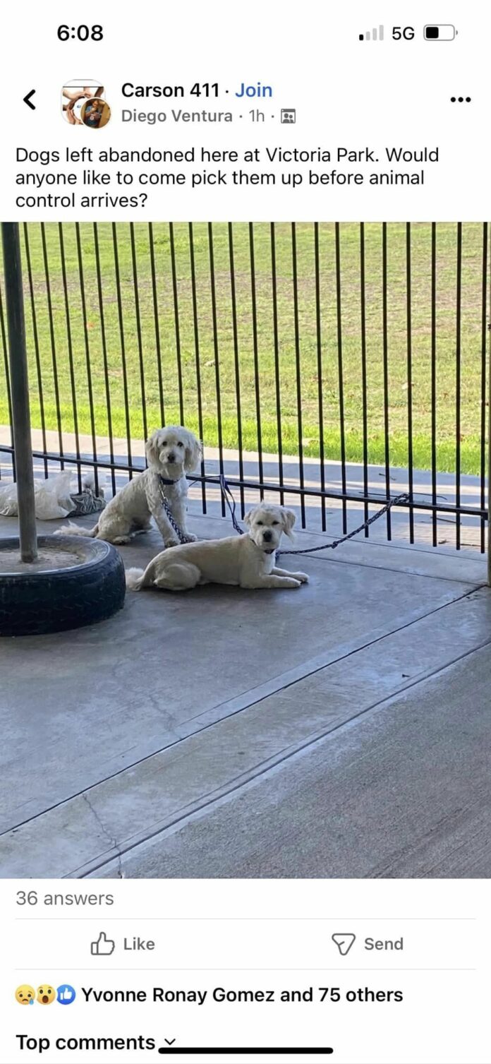 Dogs dumped together at park by owner where coyotes often roam