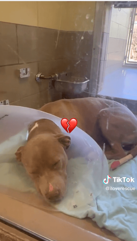 Heartbreaking video of shelter dog ‘Marley’ soon to be put to sleep if no one steps up to be her human