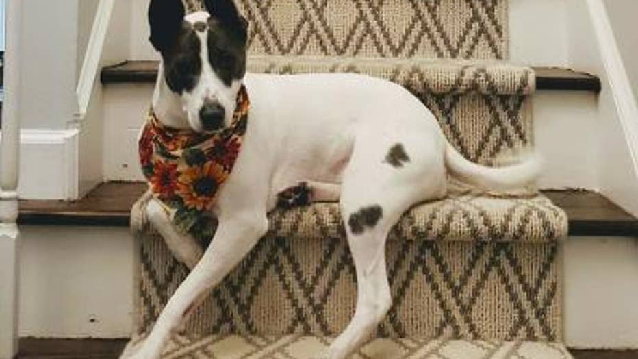 Family of missing dog on Hilton Head have offered their Corvette as reward to get Marley back home