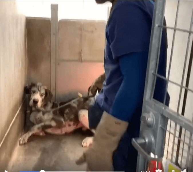 Frightened Great Dane abandoned in parking lot of animal shelter