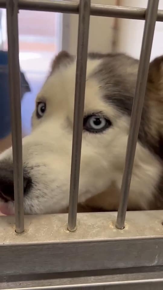 Beautiful young Siberian husky on euth’ list because she killed chickens when she was a stray