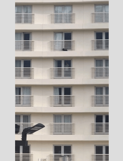 Small black pooch rescued from ledge of sixth floor Las Vegas hotel room