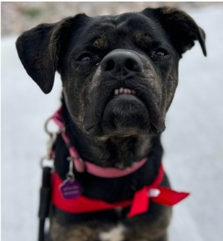 No one wants to adopt dog with crooked face and will spend holidays at shelter