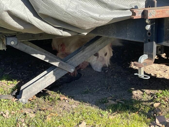 Abandoned Great Pyrenees shot with arrow fighting for his life thanks to combined rescue efforts