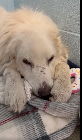 UPDATE: Stray Great Pyrenees shot with arrow making amazing recovery