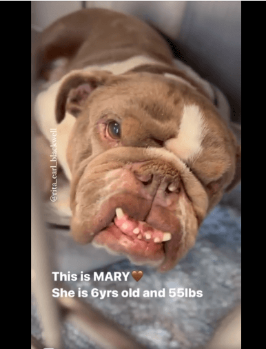 Overbred and neglected ‘Mary’ needs a hero to save her life