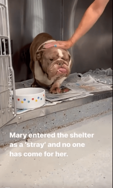 mary-bulldog2