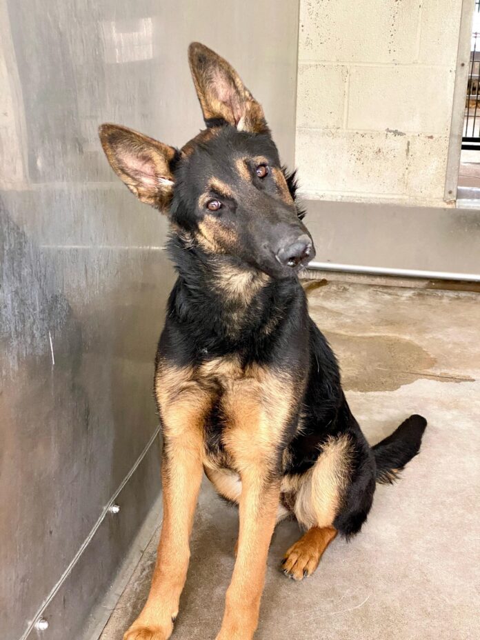 ‘Head tilt’ has shelter wondering if dog wants to know why she’s here