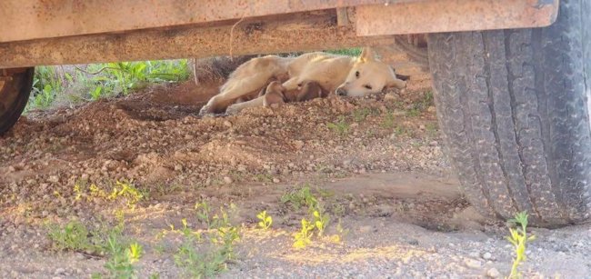 Stray husky has litter of puppies in Texas oil field and help is on the way